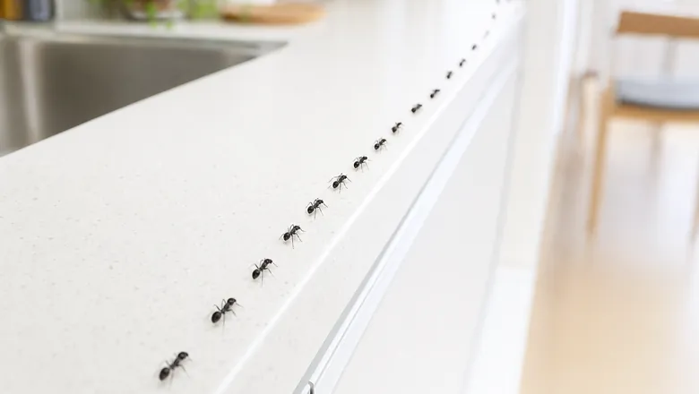 キッチンの壁際を行列で移動するアリ